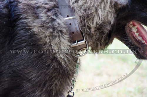 meatl buckle dog collar Caucasian Shepherd